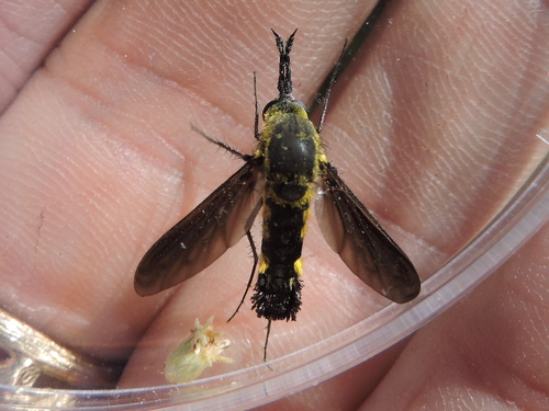 Scaly Bee Fly photo 2