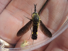 Lepidophora lepidocera