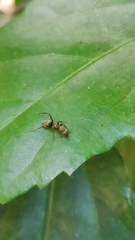 Camponotus rufoglaucus