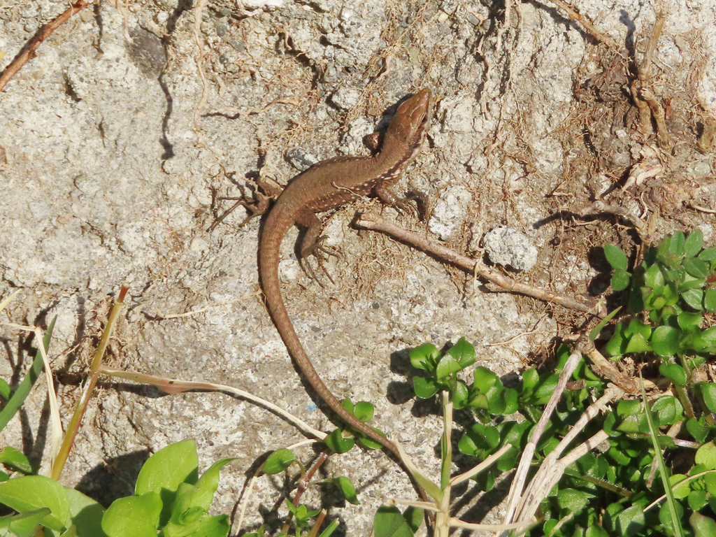 Lebanon Lizard