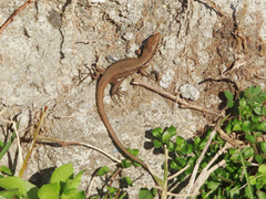 Phoenicolacerta laevis