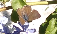 Leptotes trigemmatus
