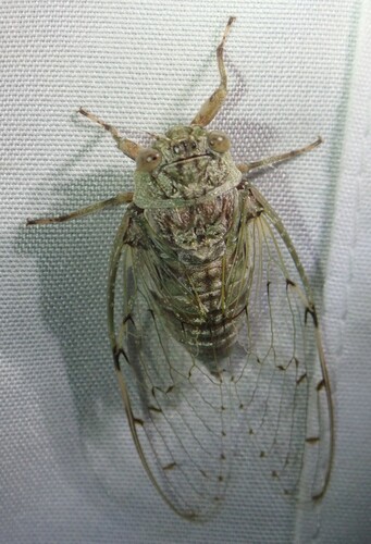 Dusty Lichen Cicada