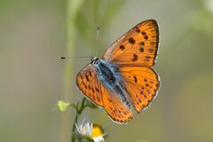 Lycaena alciphron