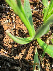 Dimorphotheca caulescens