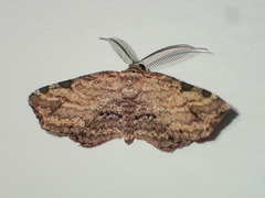 Achrosis
