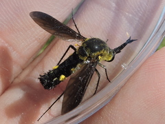 Lepidophora lepidocera