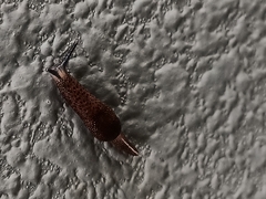 Ostracolethinae