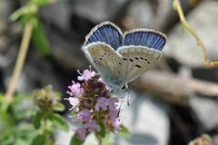 Polyommatus dorylas