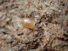 Ellobiidae