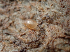 Ellobiidae