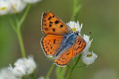 Lycaena alciphron