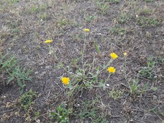 Crepis foetida