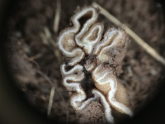 Genea