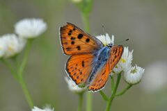 Lycaena alciphron