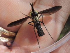 Lepidophora lepidocera