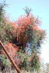 Combretum microphyllum