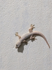 Hemidactylus platyurus