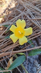 Gelsemium sempervirens