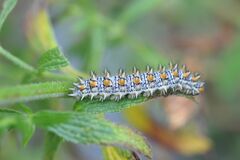 Melitaea didyma