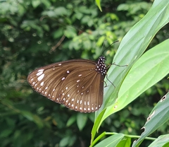 Euploea midamus