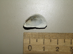 Dreissena bugensis