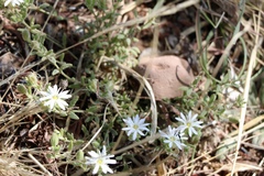 Drymaria arenarioides