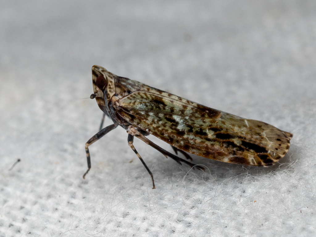Emeljanocarinus