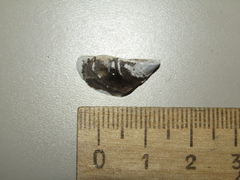 Dreissena polymorpha