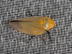 Ptyelus
