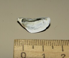 Dreissena polymorpha