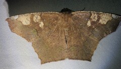 Paragonia cruraria