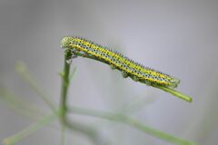 Euchloe simplonia