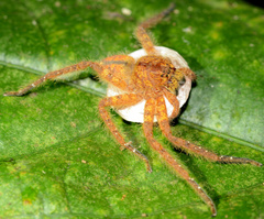 Heteropoda davidbowie