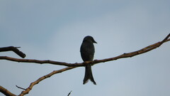 Dicrurus leucophaeus