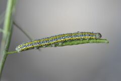 Euchloe simplonia