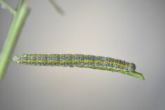 Euchloe simplonia