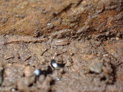 Halophiloscia couchii