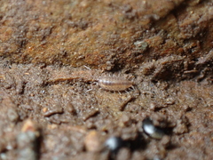 Halophiloscia couchii