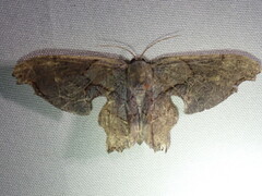 Calledapteryx dryopterata