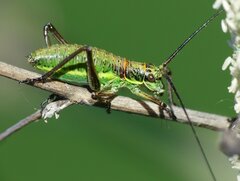 Ephippiger ephippiger