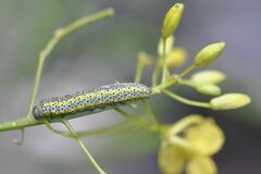 Euchloe simplonia