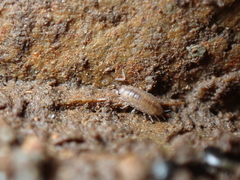 Halophiloscia couchii