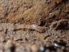 Halophiloscia couchii