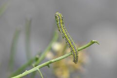 Euchloe simplonia