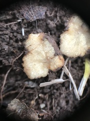 Zelleromyces
