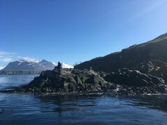 Leucocarbo georgianus