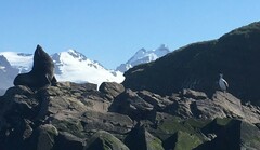 Leucocarbo georgianus