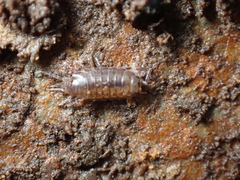 Halophiloscia couchii