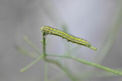 Euchloe simplonia